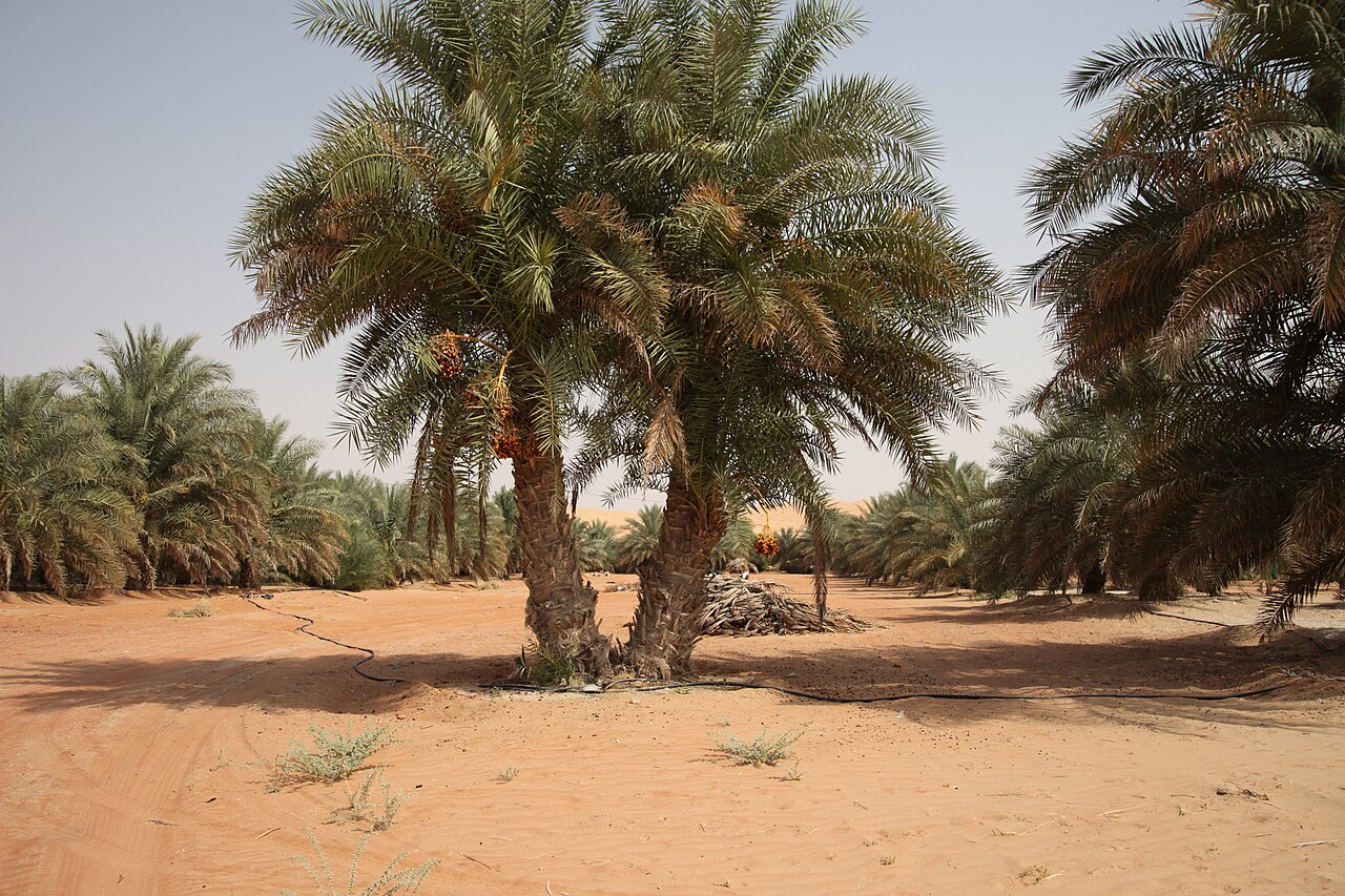 Liwa Oasis