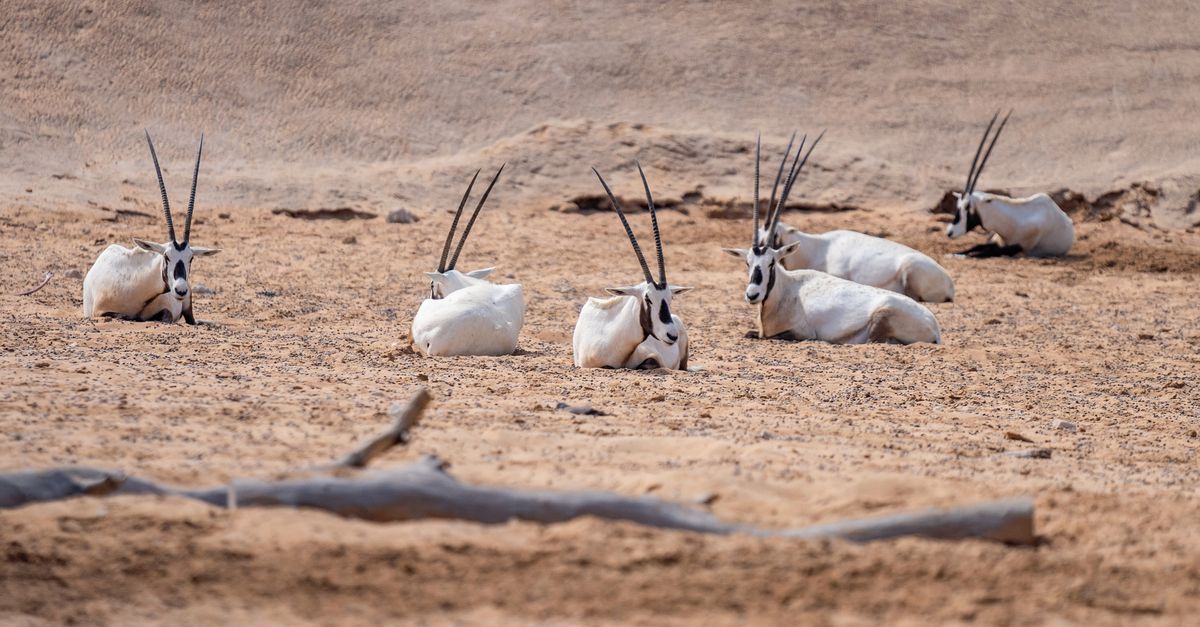 Arabian Wildlife Park