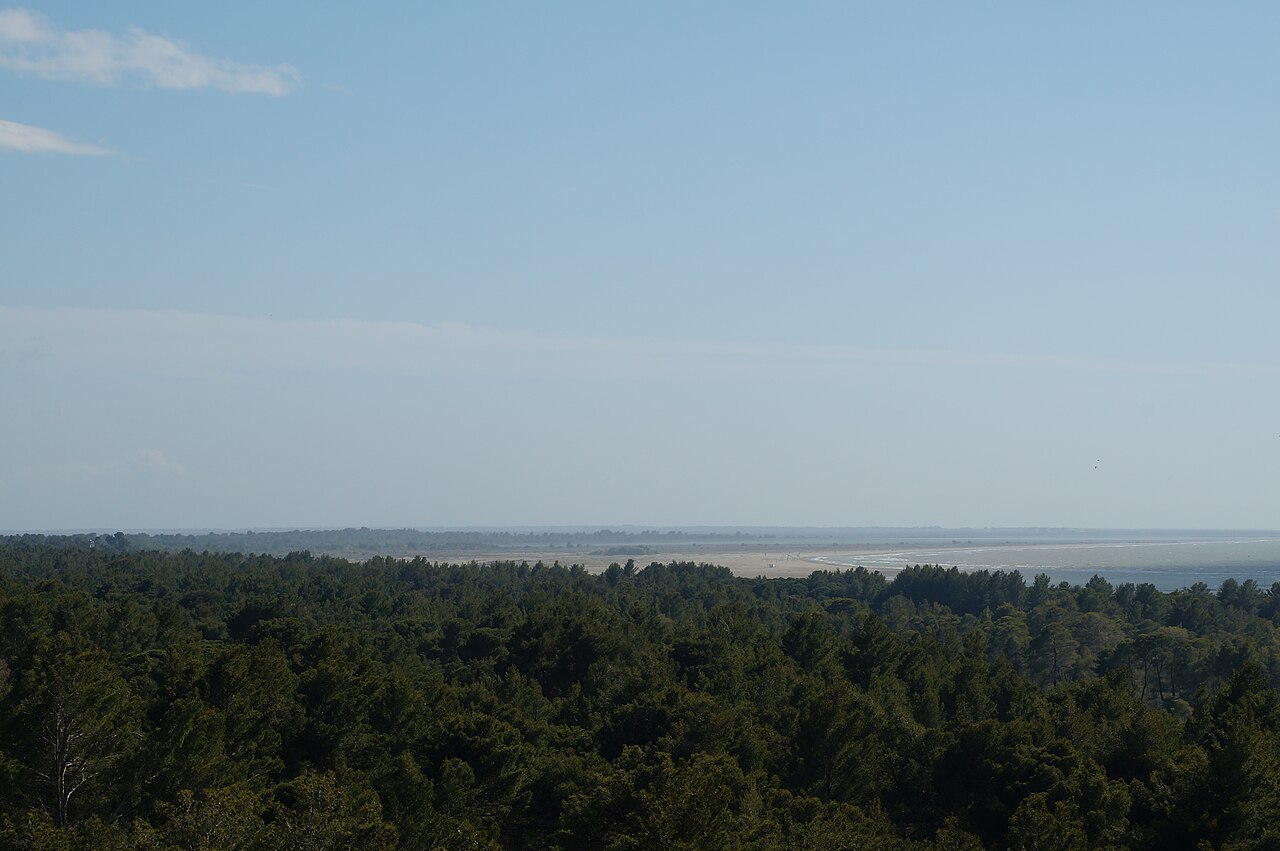 Plaża i las piniowy
