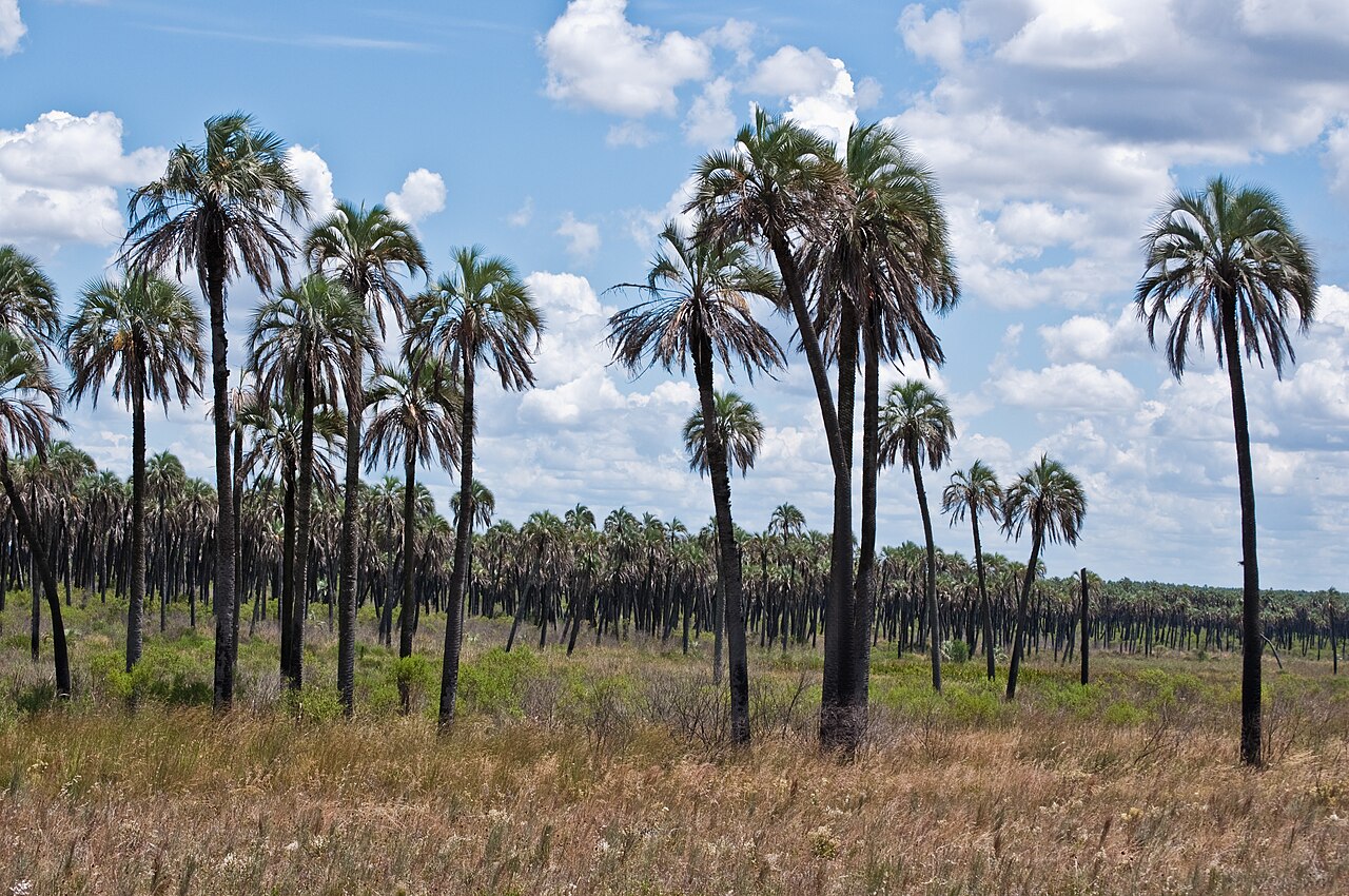 Sendero Los Loros i gaje palm yatay