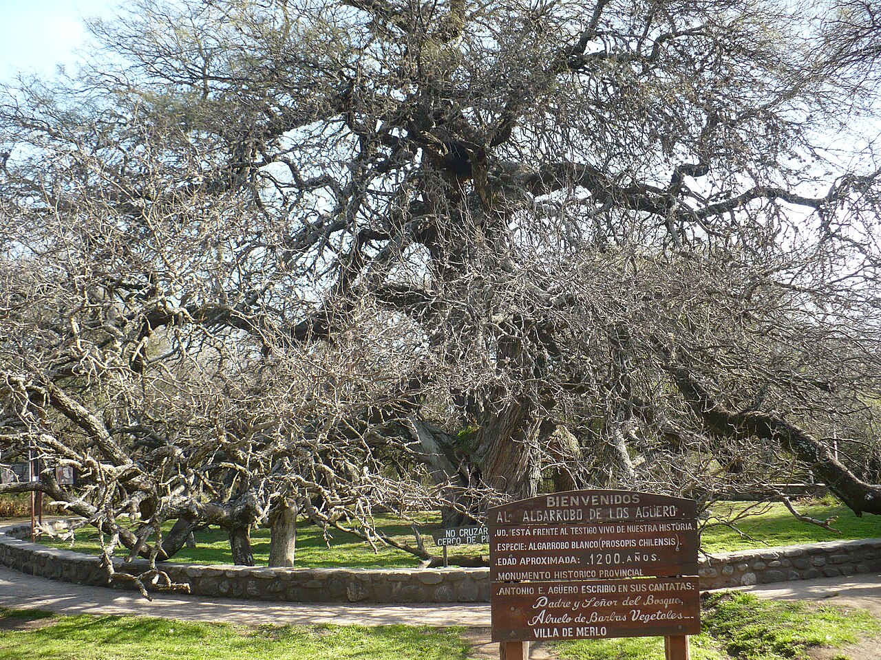 Algarrobo Abuelo