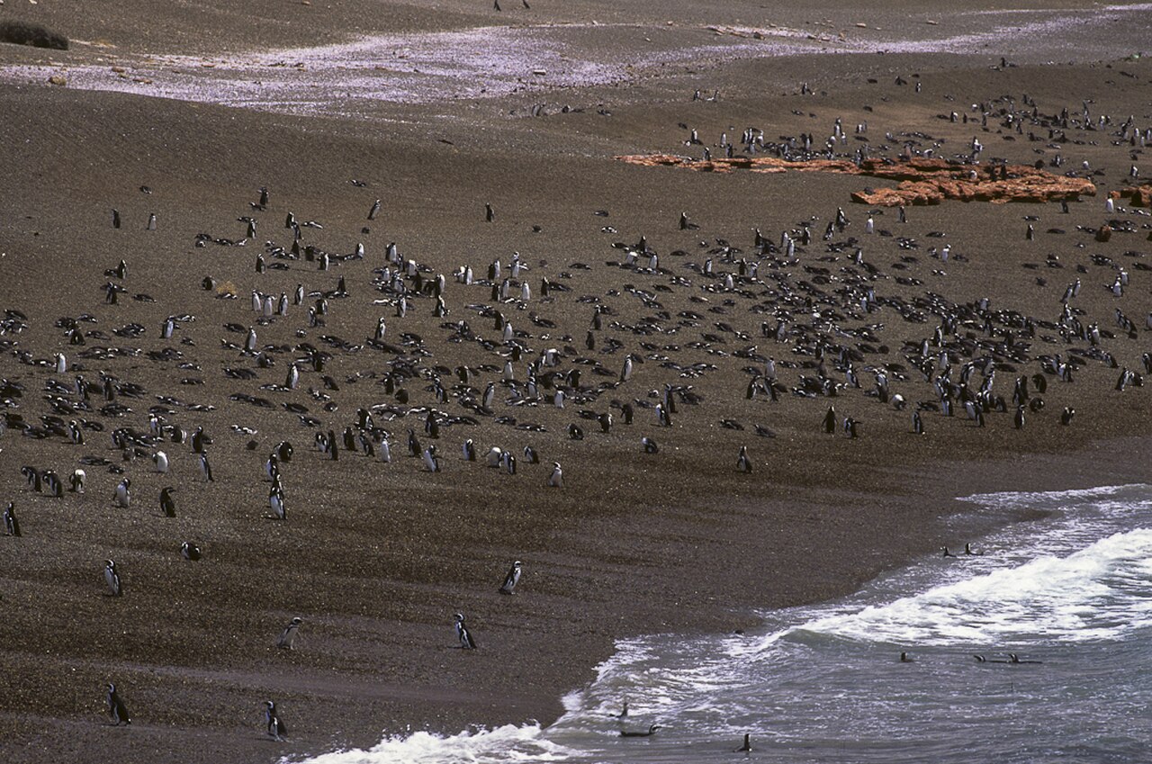 Colonia de pingüinos