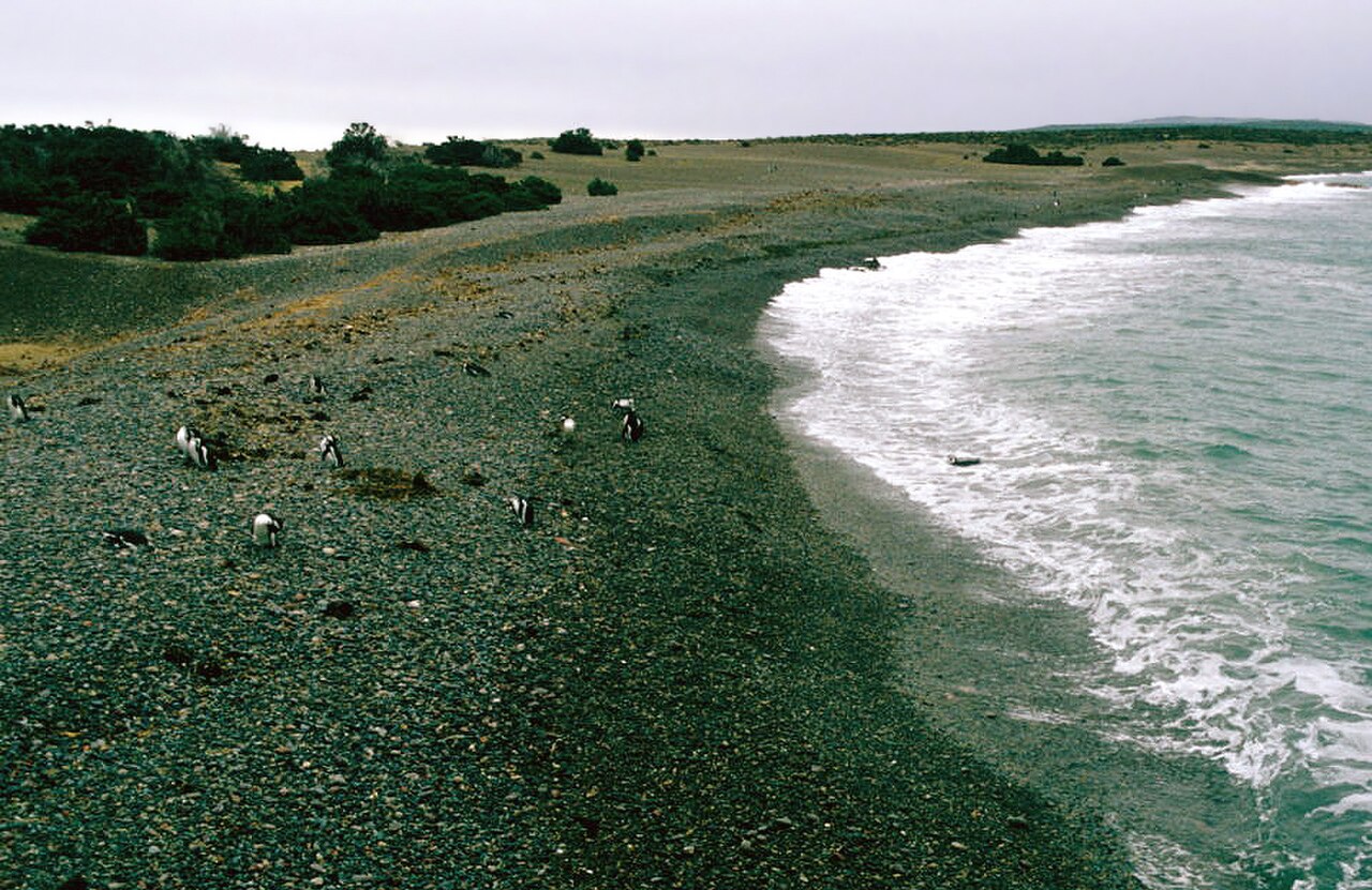 Playa de Punta Tombo