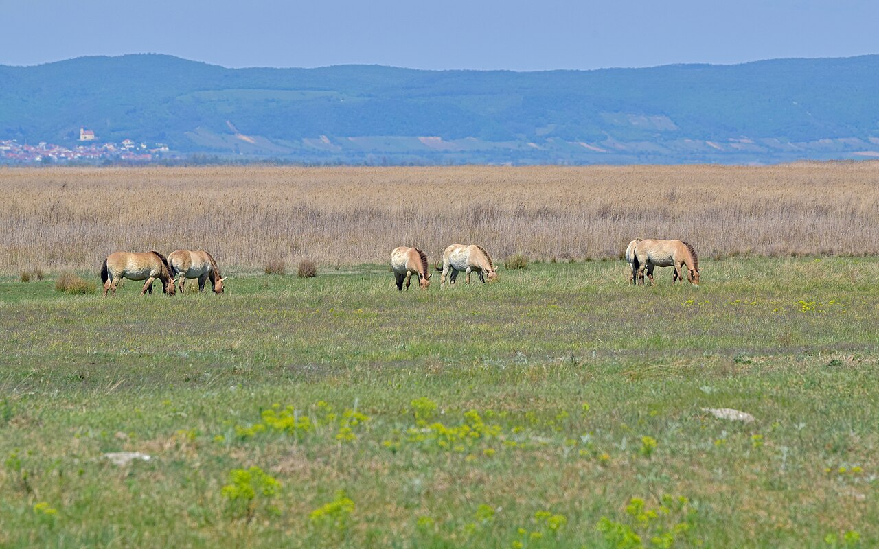 Park Narodowy Neusiedler See-Seewinkel