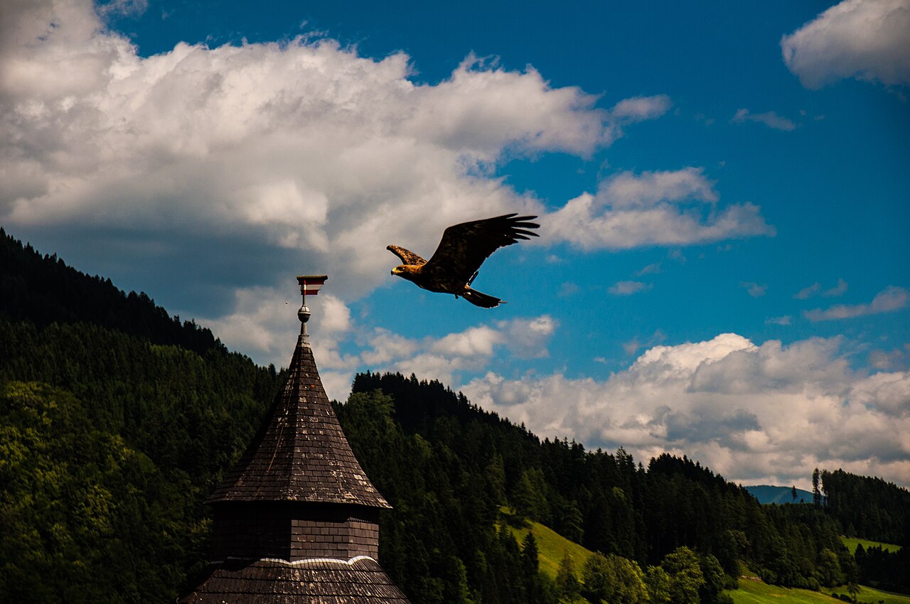 Pokazy sokolnicze w Hohenwerfen