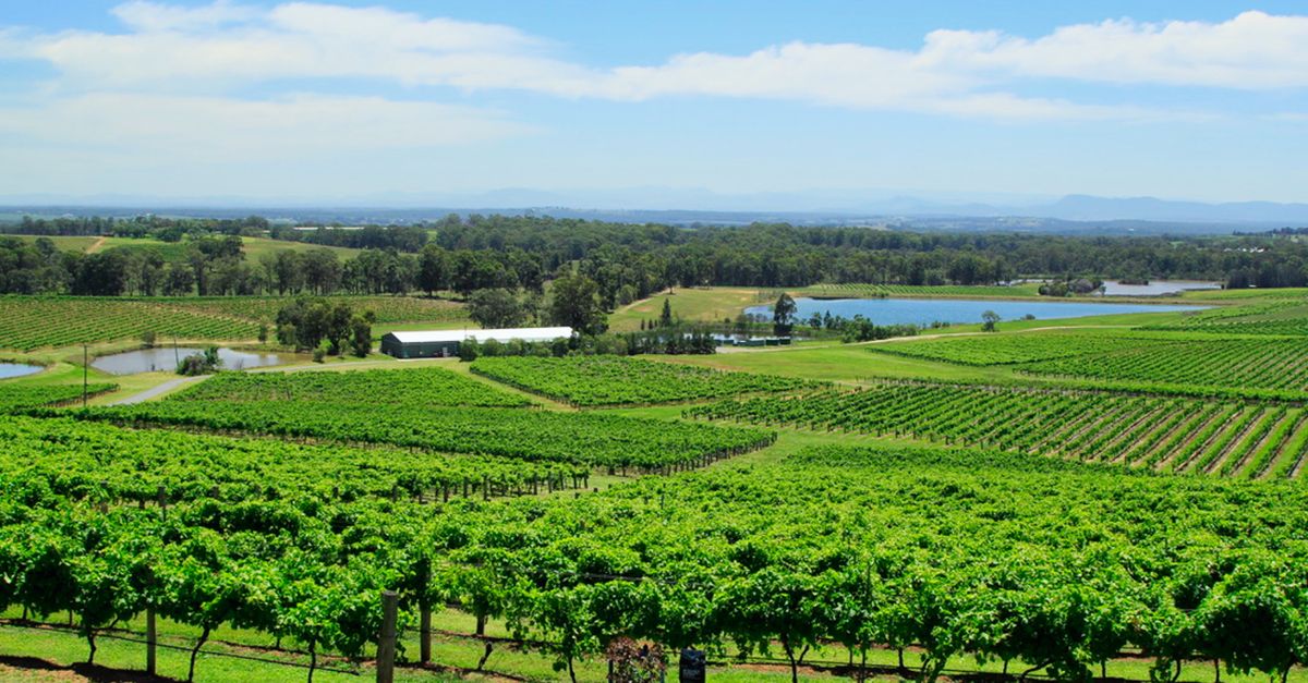 Barossa Valley i winnice