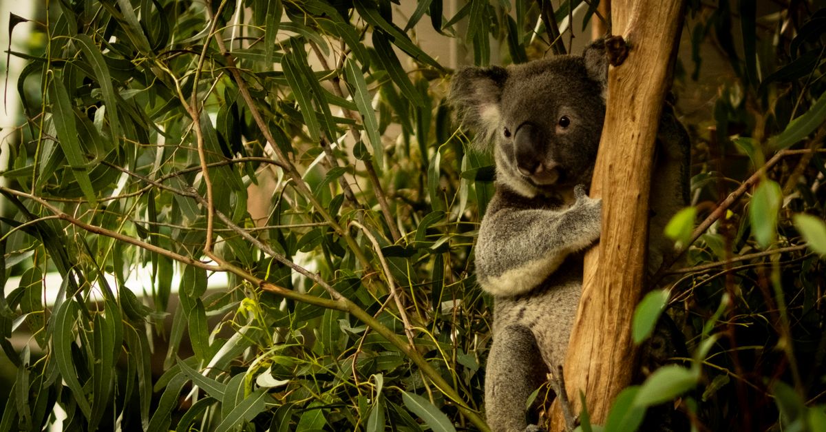Lone Pine Koala Sanctuary