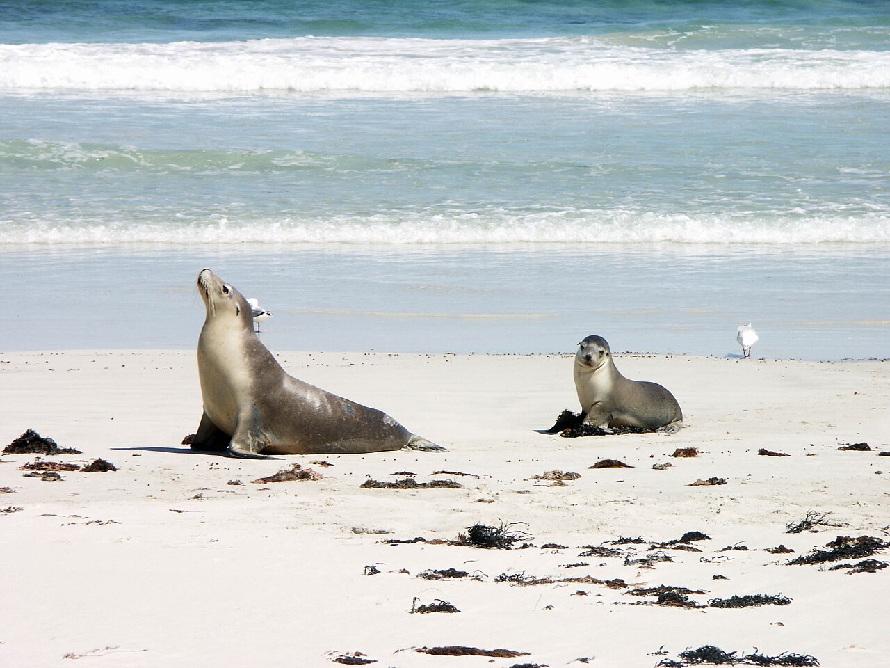 Rezerwat Seal Bay