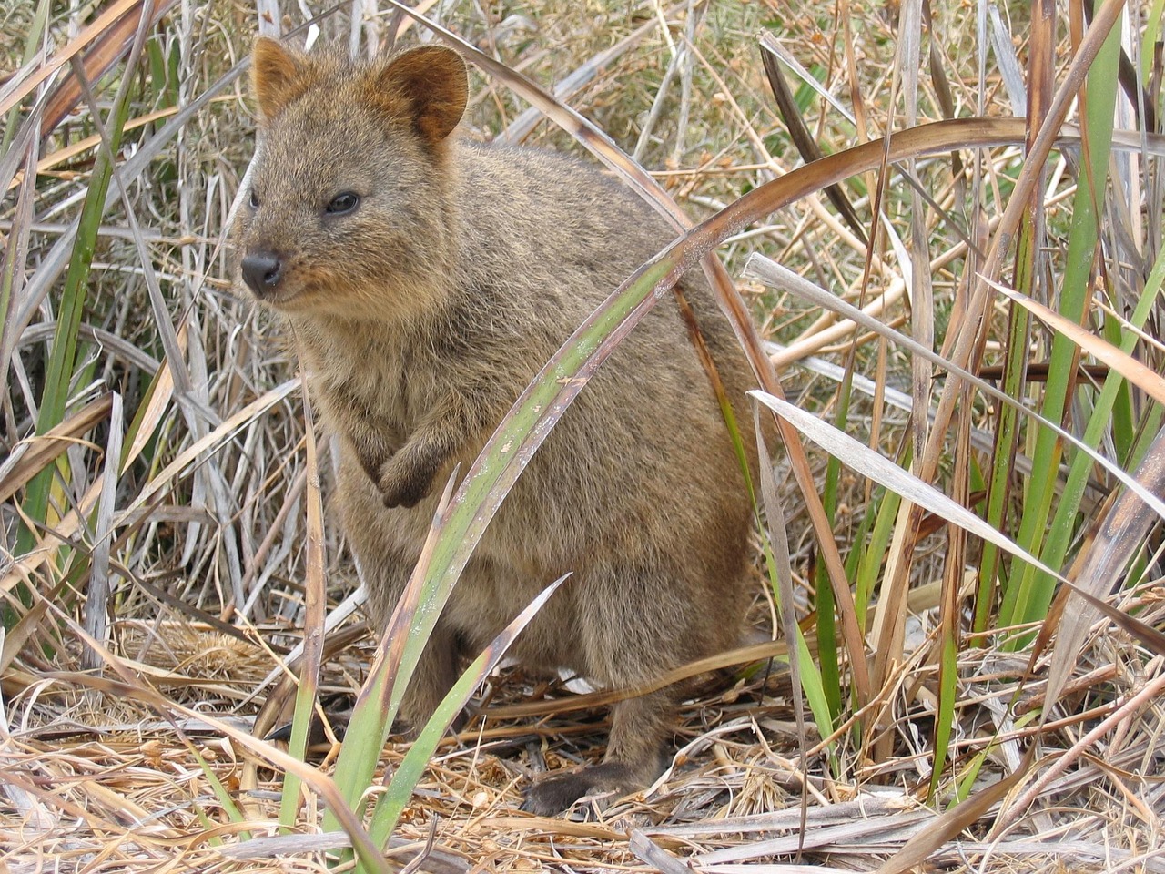 Wyspa Rottnest i kuoki