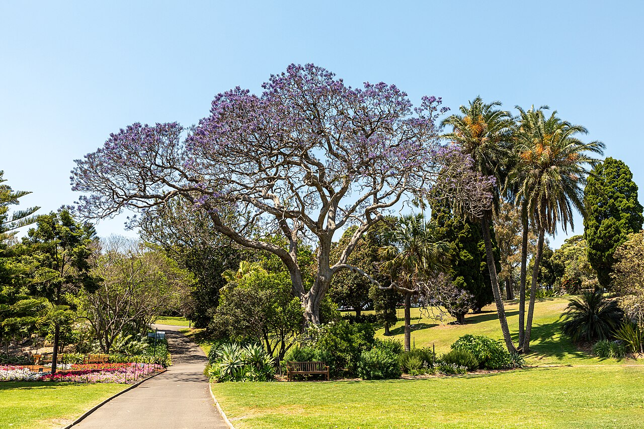 Królewski Ogród Botaniczny w Sydney