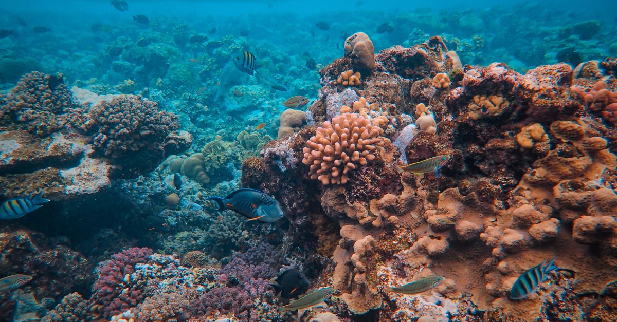 Akwarium Reef HQ w Townsville