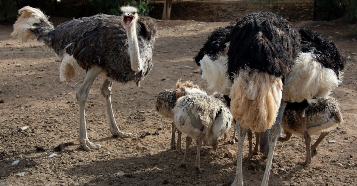 Aruba Ostrich Farm