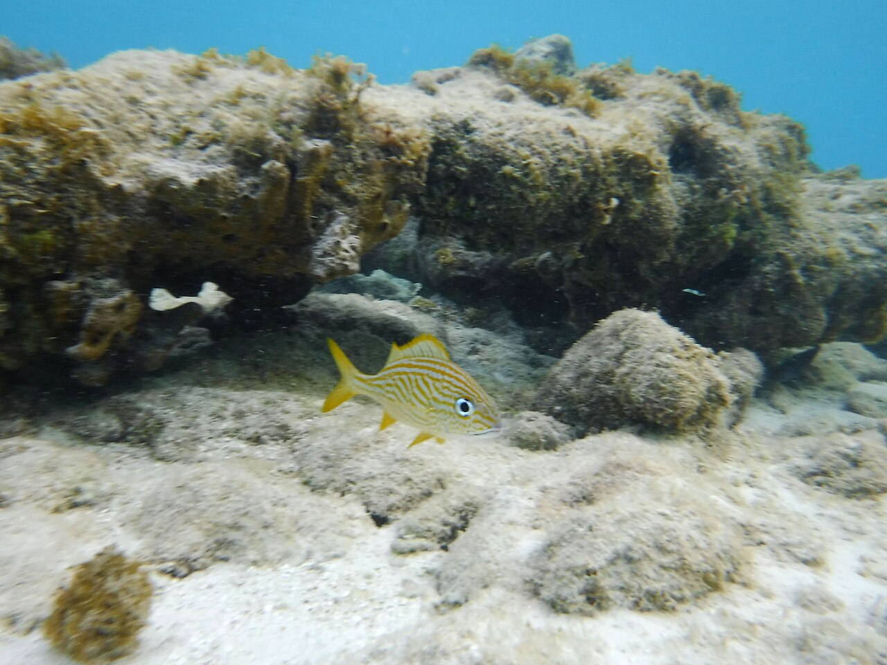 Snorkeling Mangel Halto