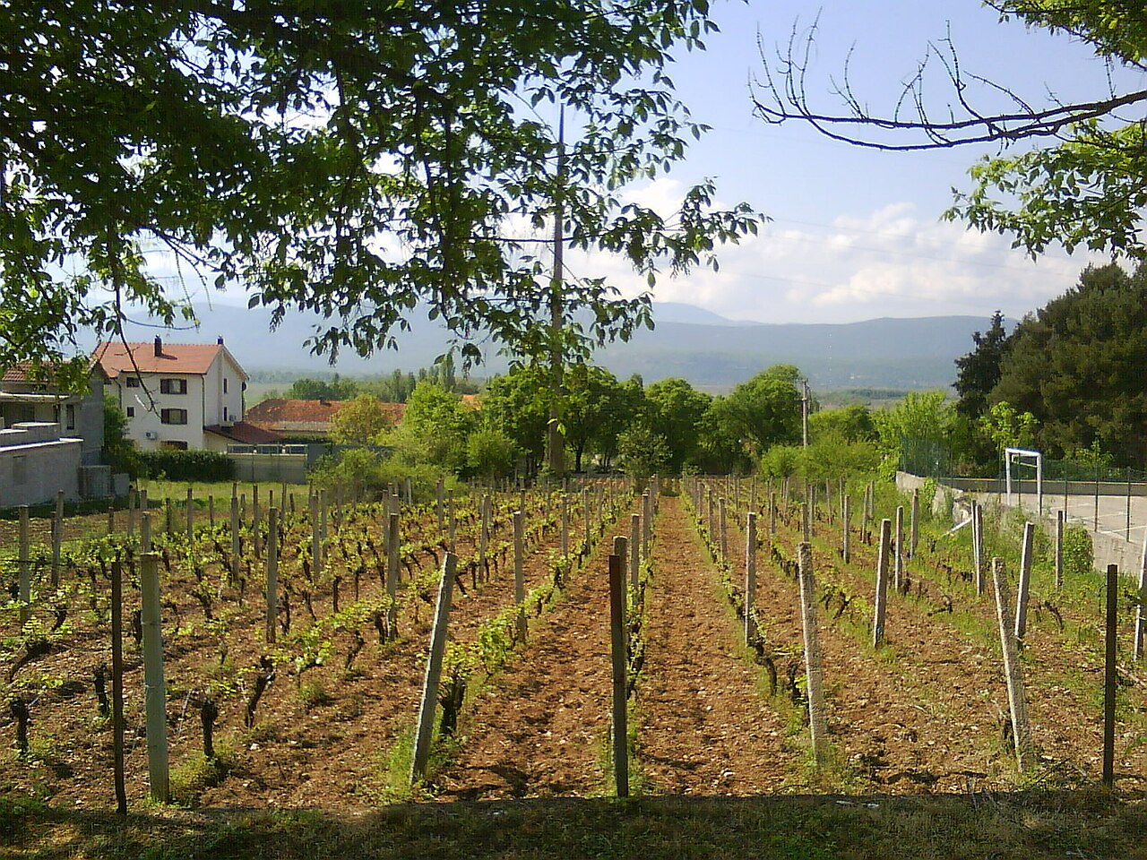 Winnice Herzegoviny