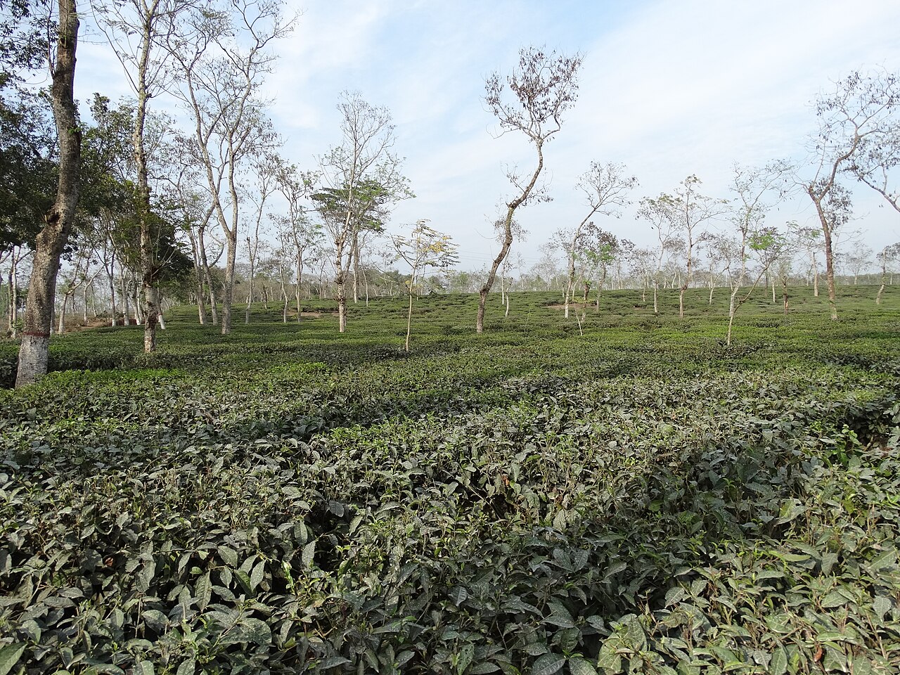 Plantacje herbaty