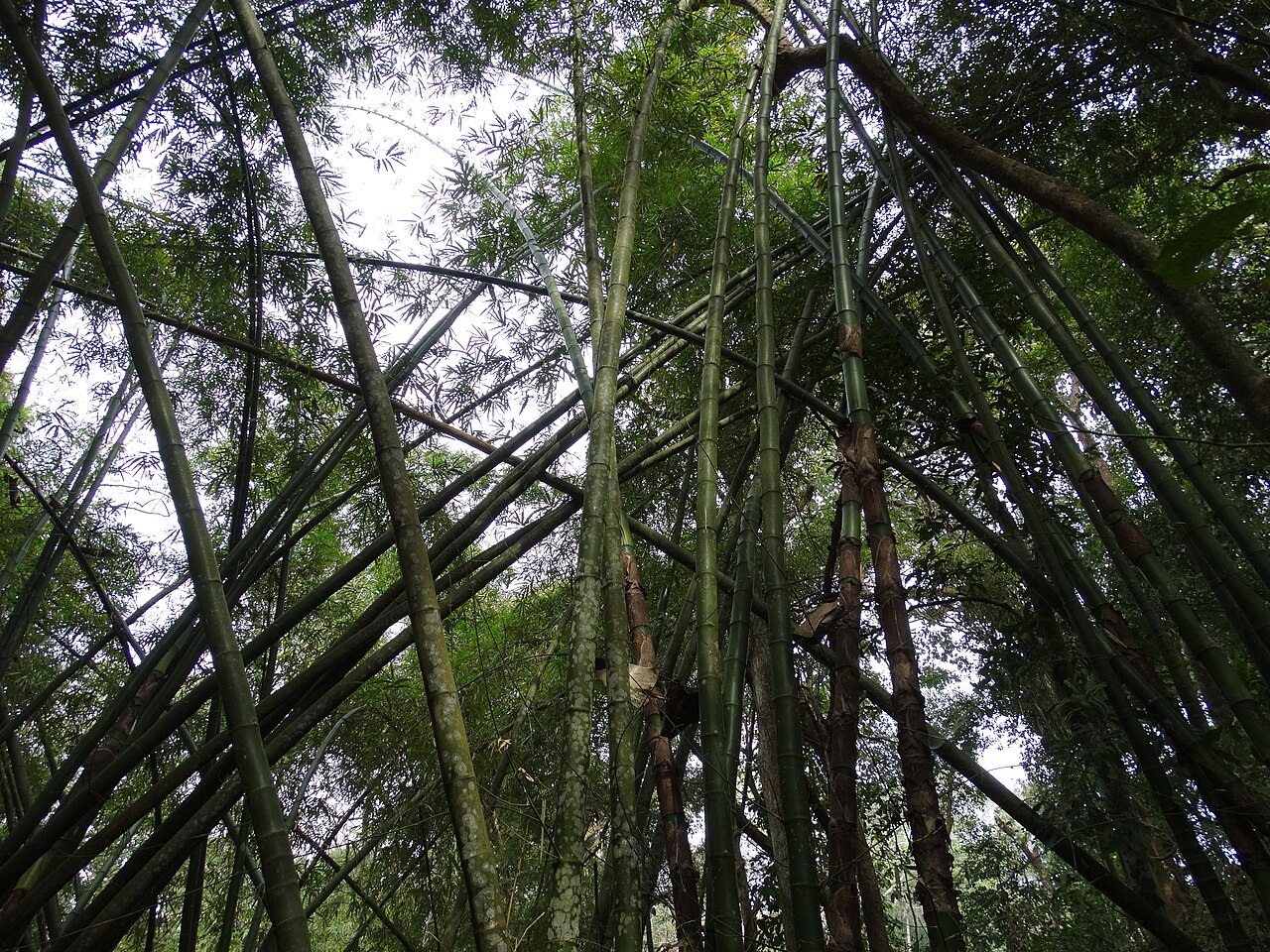 Park Narodowy Lawachara