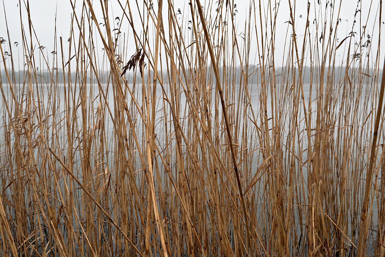 Jezioro Virelles