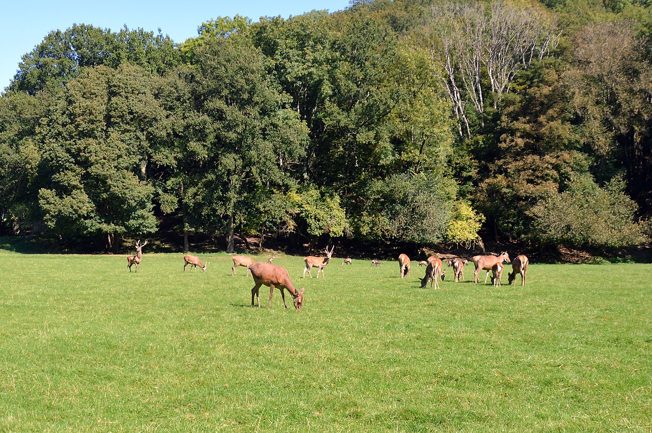Park zwierząt Han
