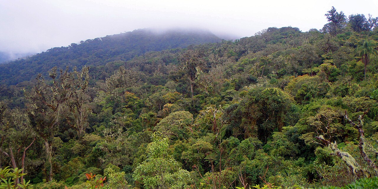 Las Yungas de Amboró