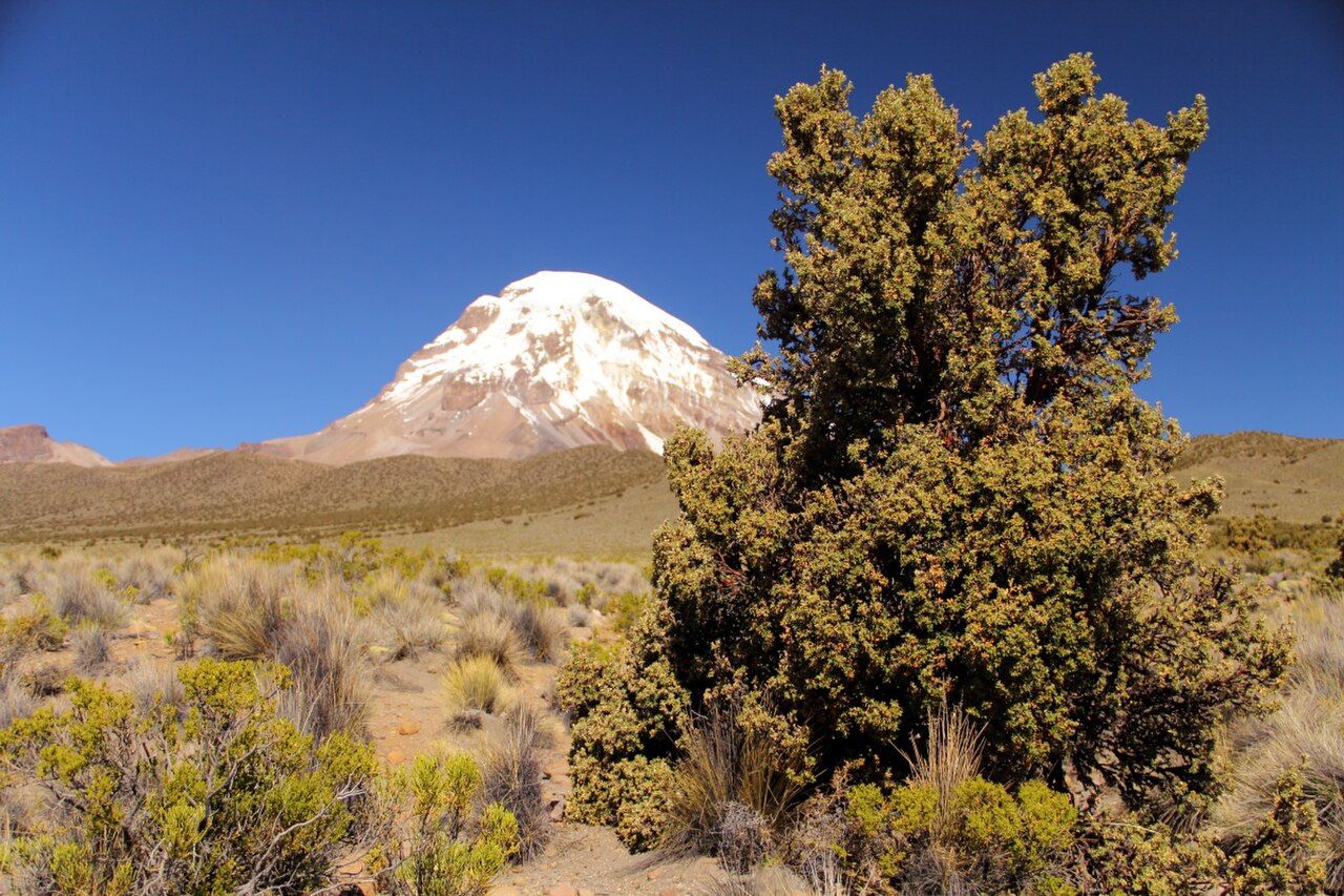 Las Queñuas de Sajama