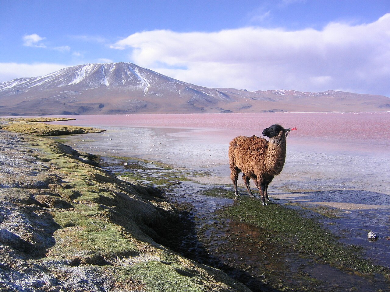 Laguna Colorada