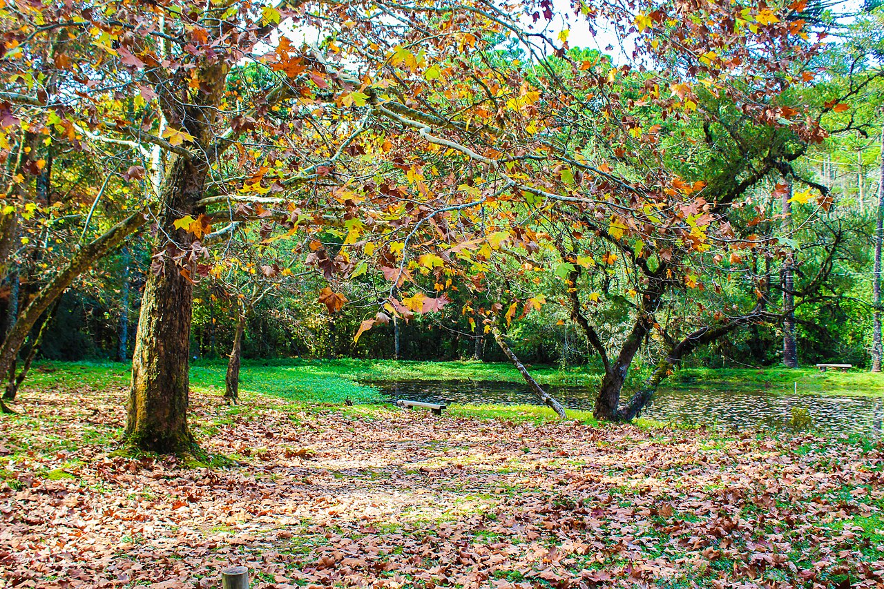 Parque Estadual de Campos do Jordão