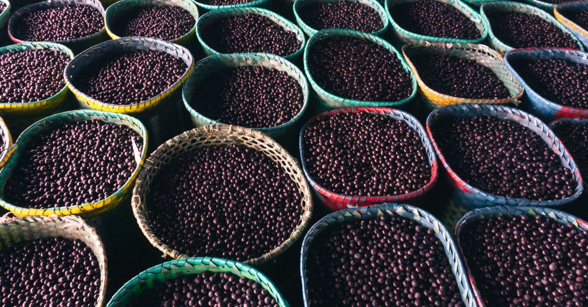 Ilha de Combu i açaí prosto z palmy