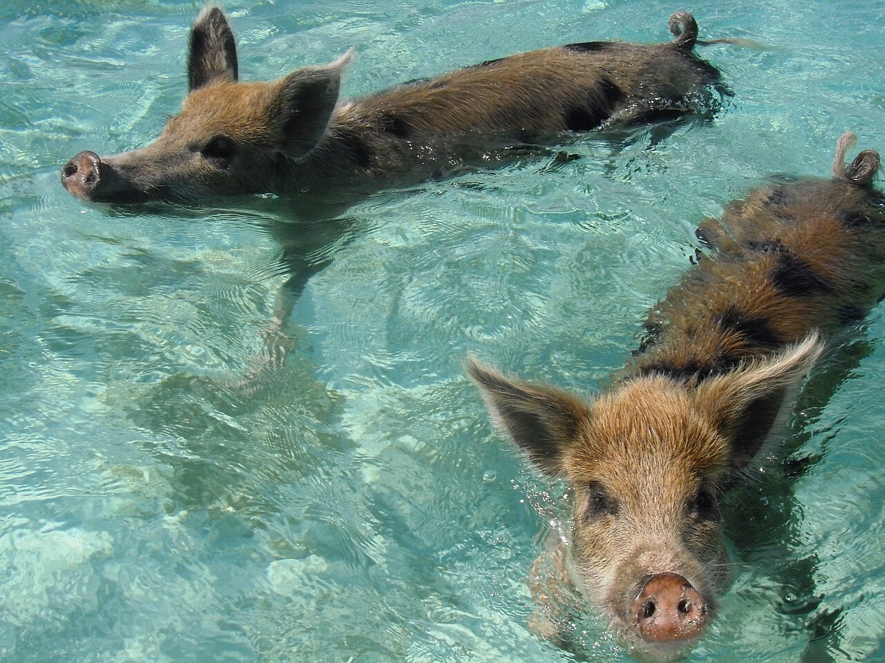 Snorkeling wokół Cay