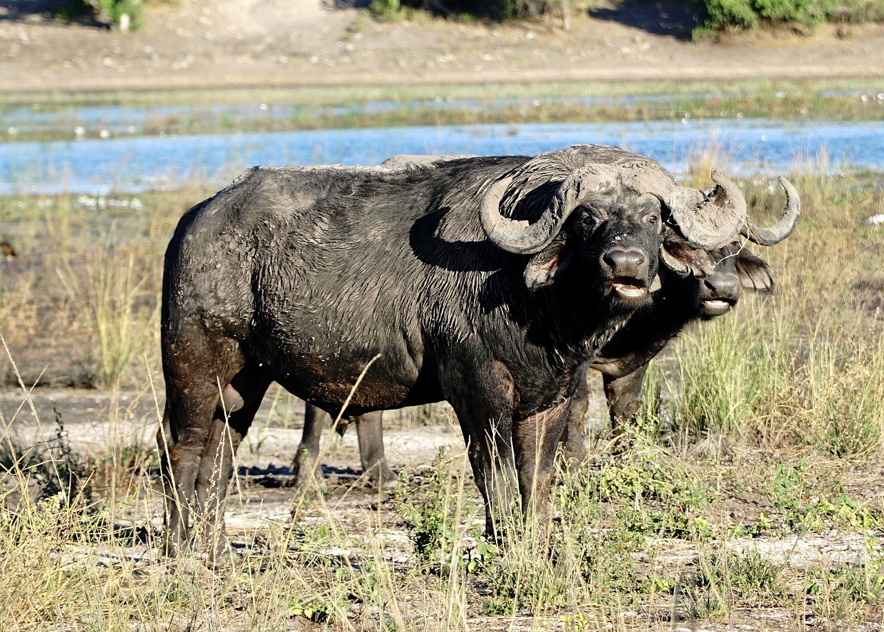 Safari po nabrzeżu Chobe