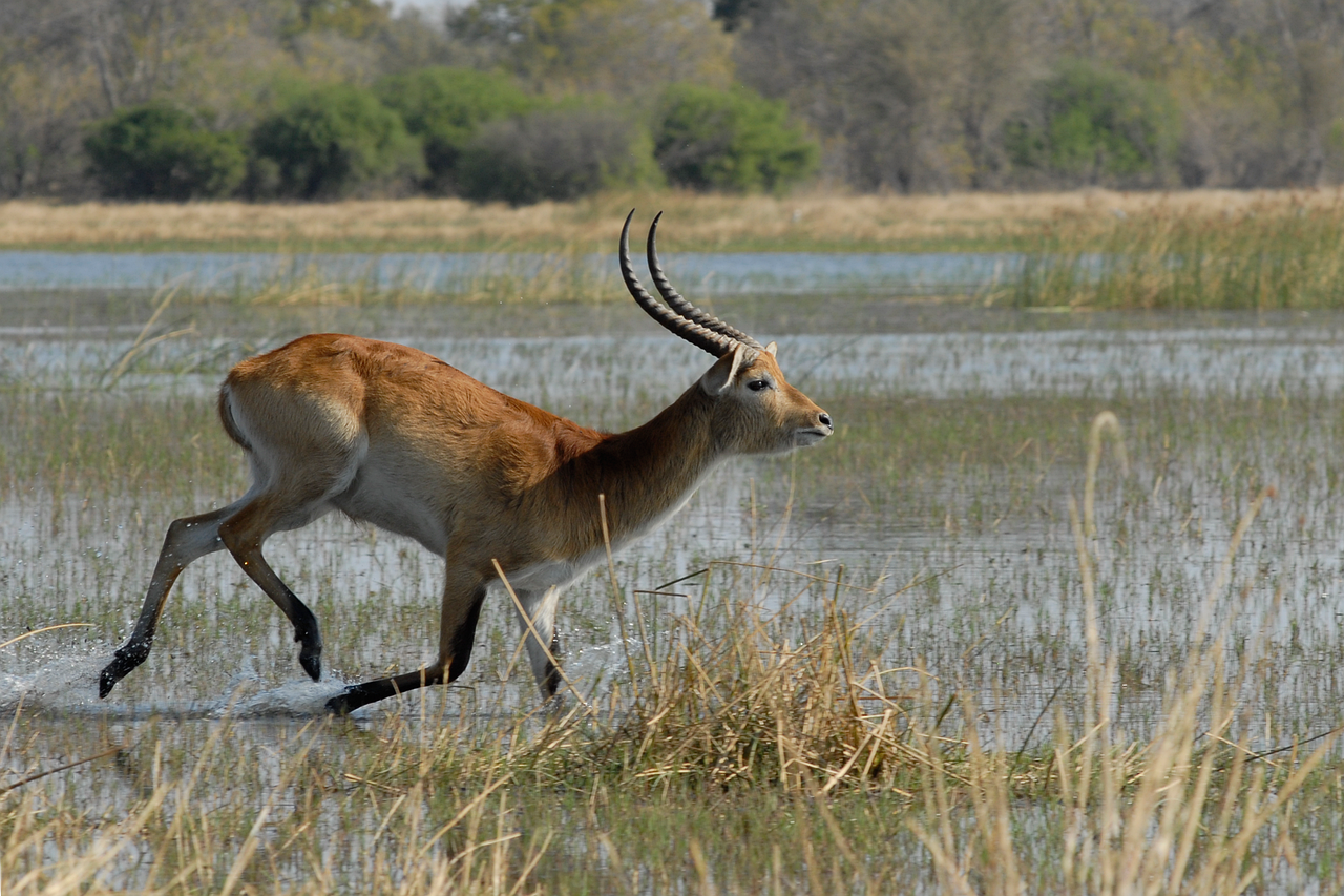 Safari w rezerwacie Moremi