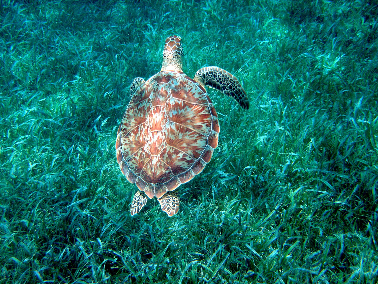 Rejsy do Hol Chan z Caye Caulker