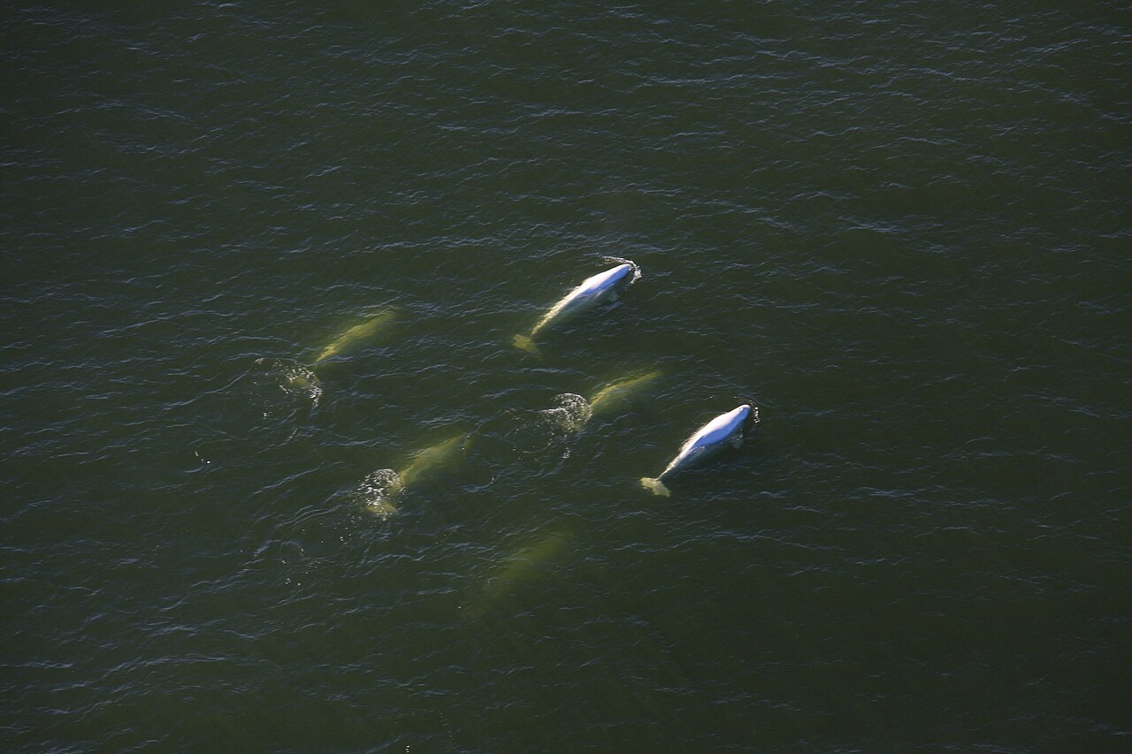 Beluga whales w estuarium Churchill