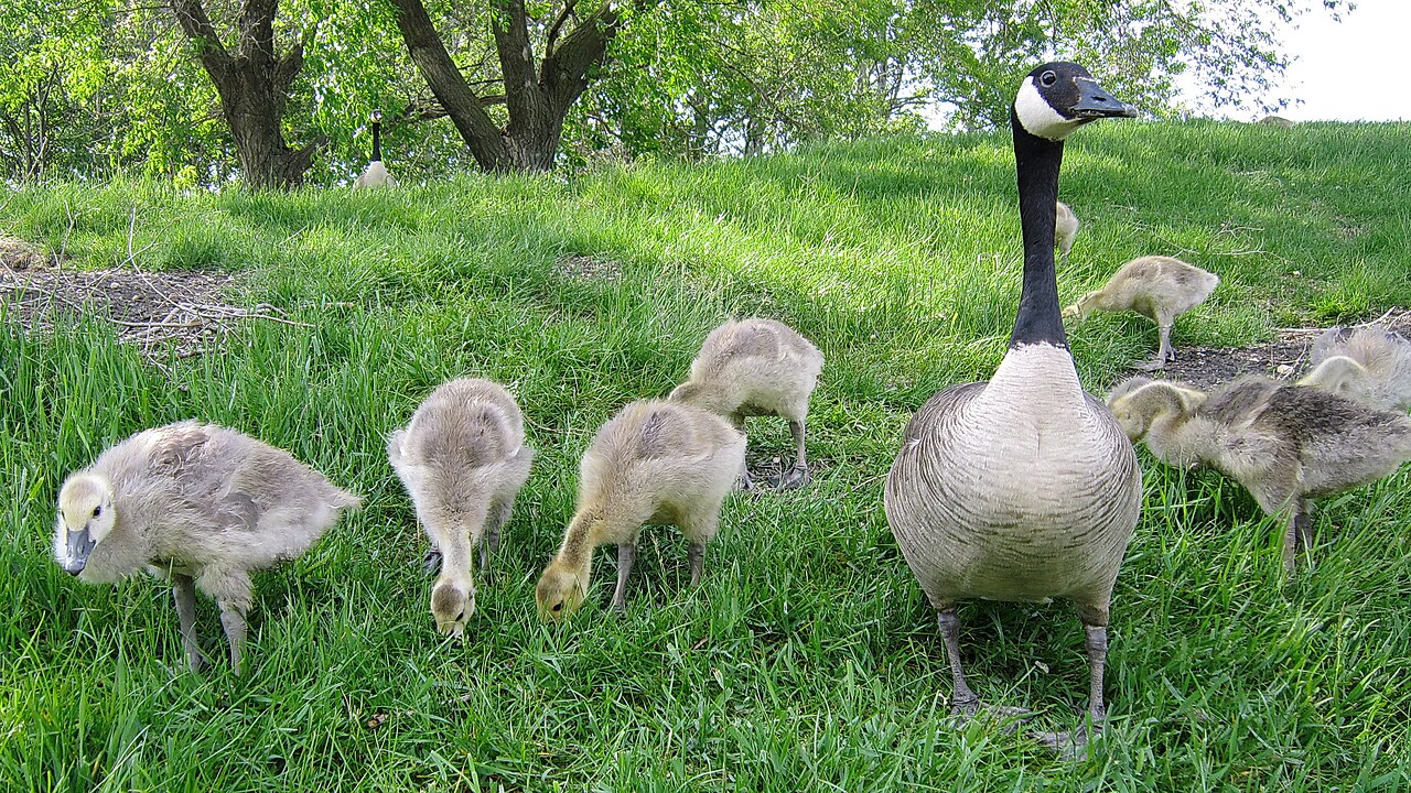 Park i zoo Assiniboine