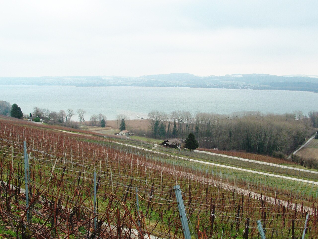 Mont Vully i winnice