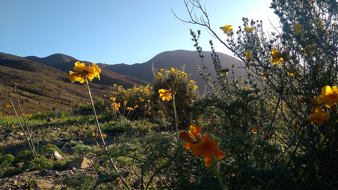 Llanos de Challe i desierto florido