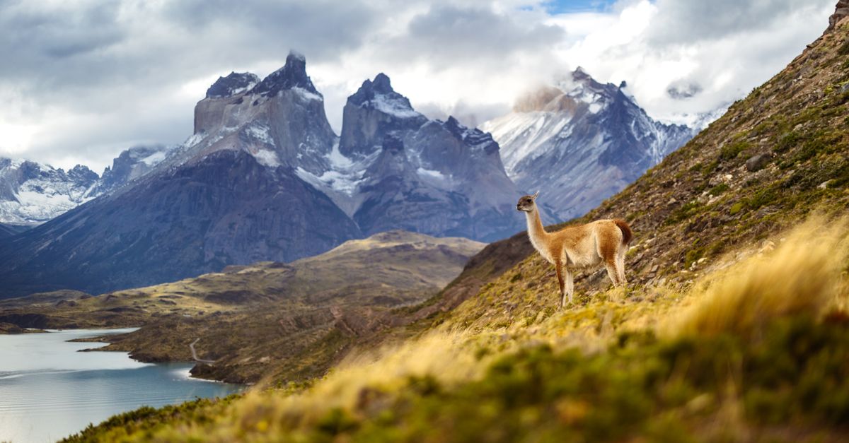 Dzikie guanaco na stepie