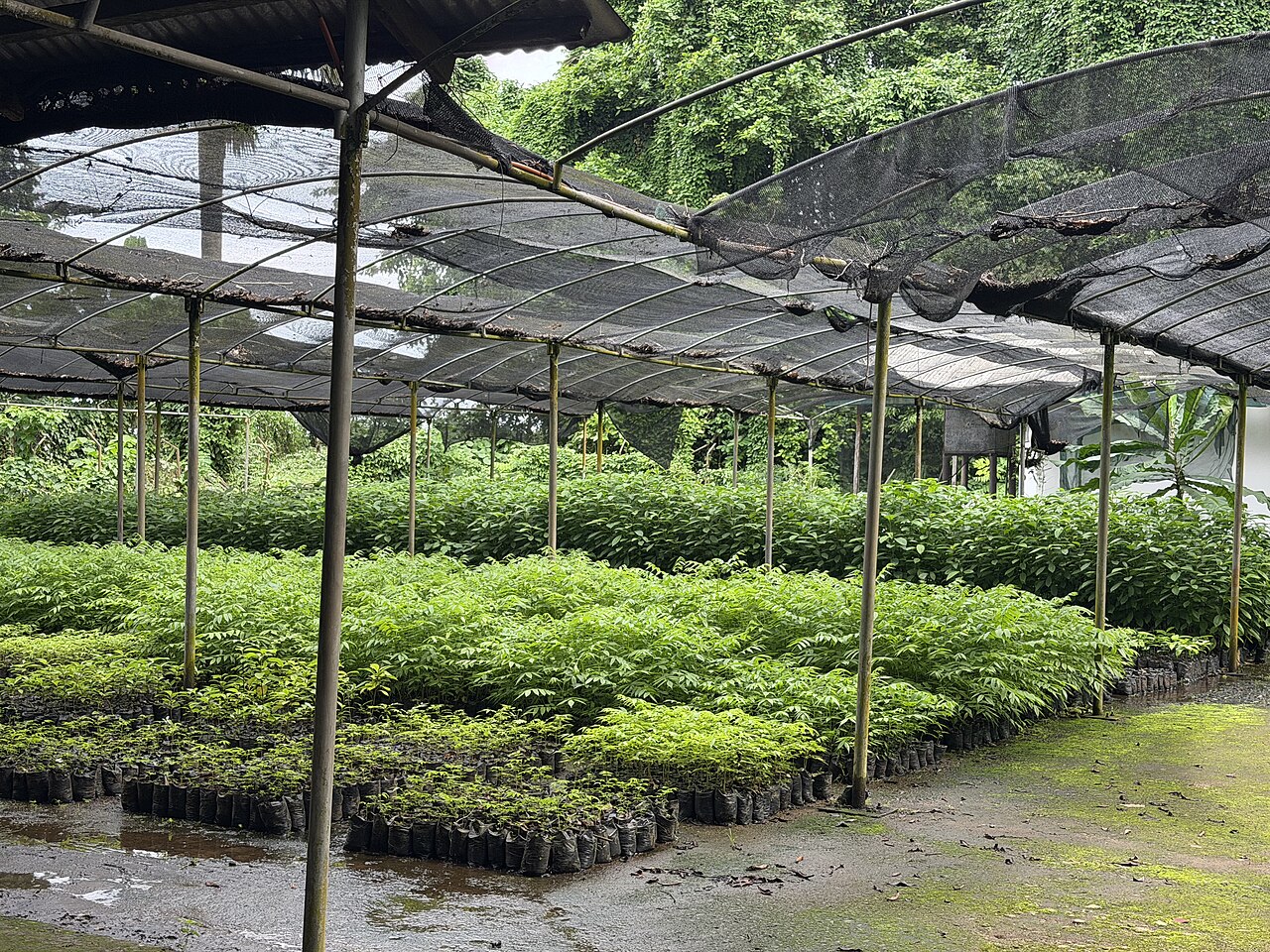 Ogród Botaniczny Limbe