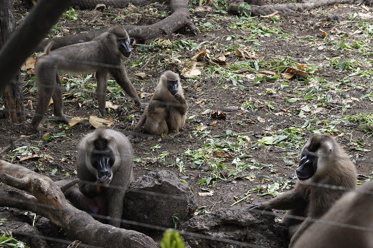 Limbe Wildlife Centre