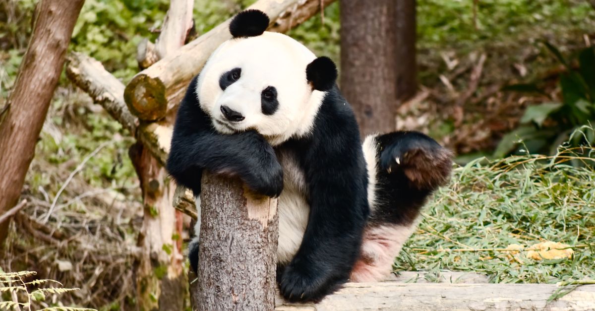 Baza Panda