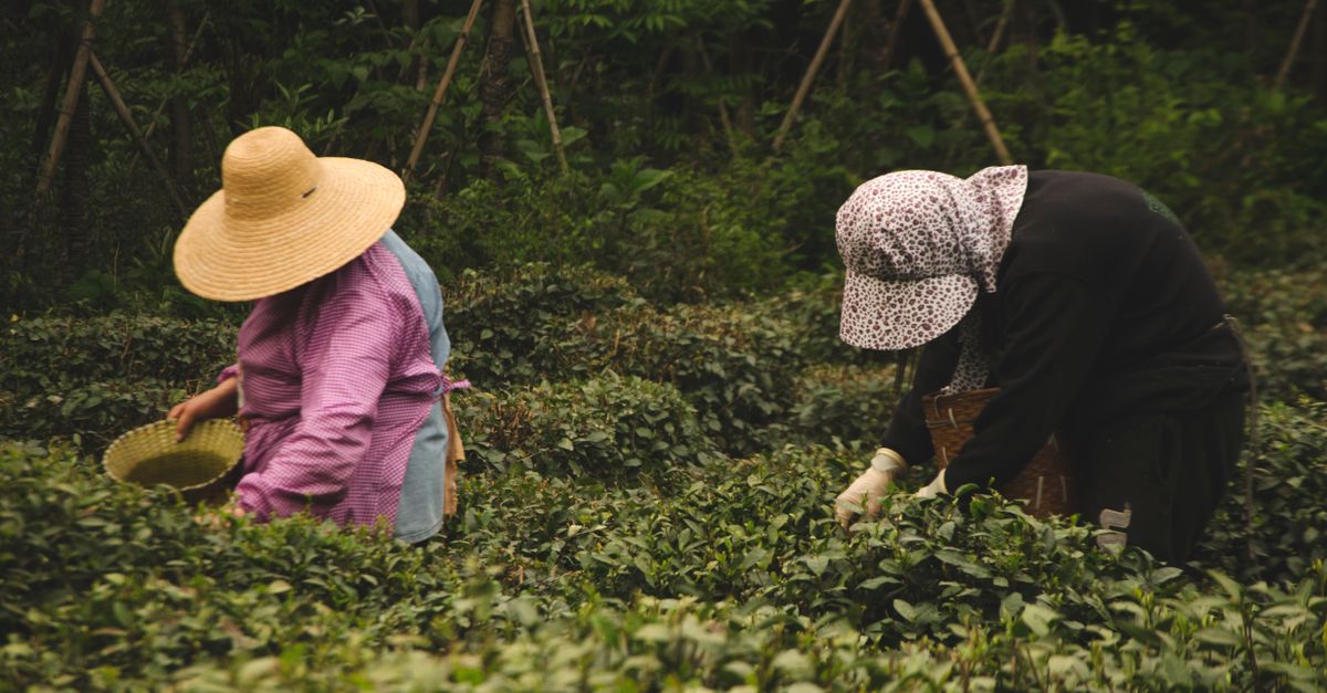 Herbaciarnia Longjing