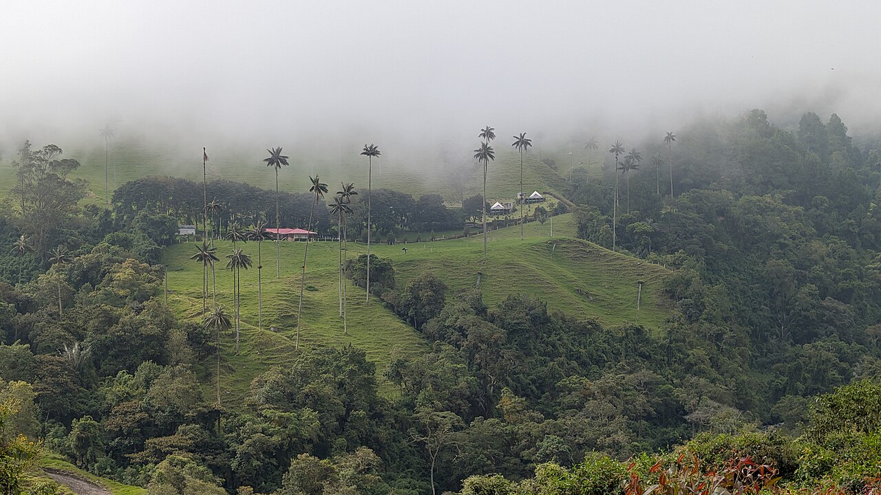Bosque de Palmas