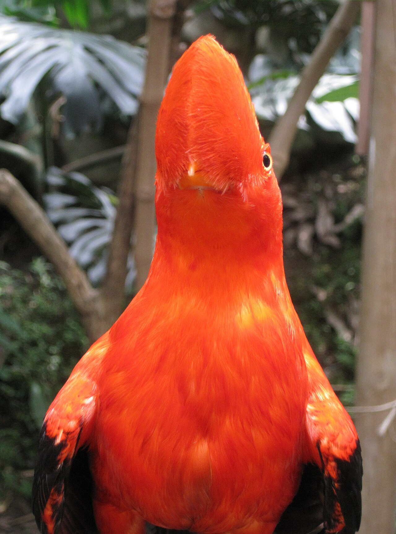 Zoo Cali