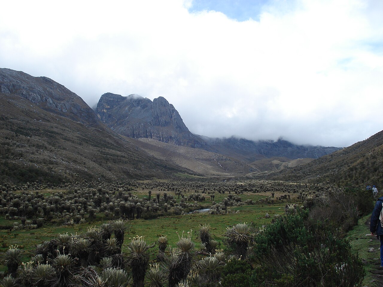 Paramo i frailejones