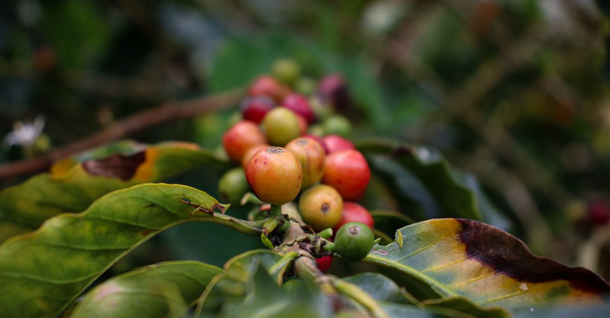 Finca kawowa w okolicy