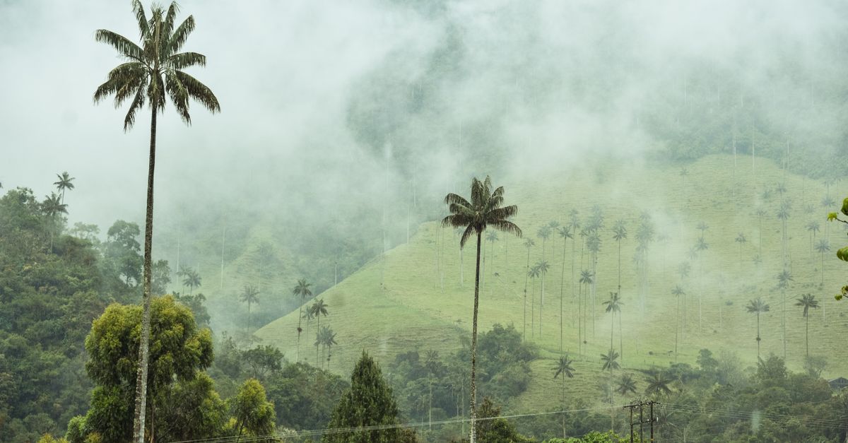 Dolina Cocora i palmy woskowe
