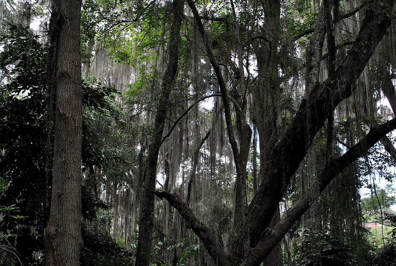 Parque El Gallineral