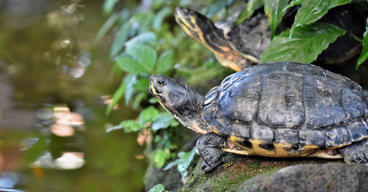 Turtle Conservation Museum