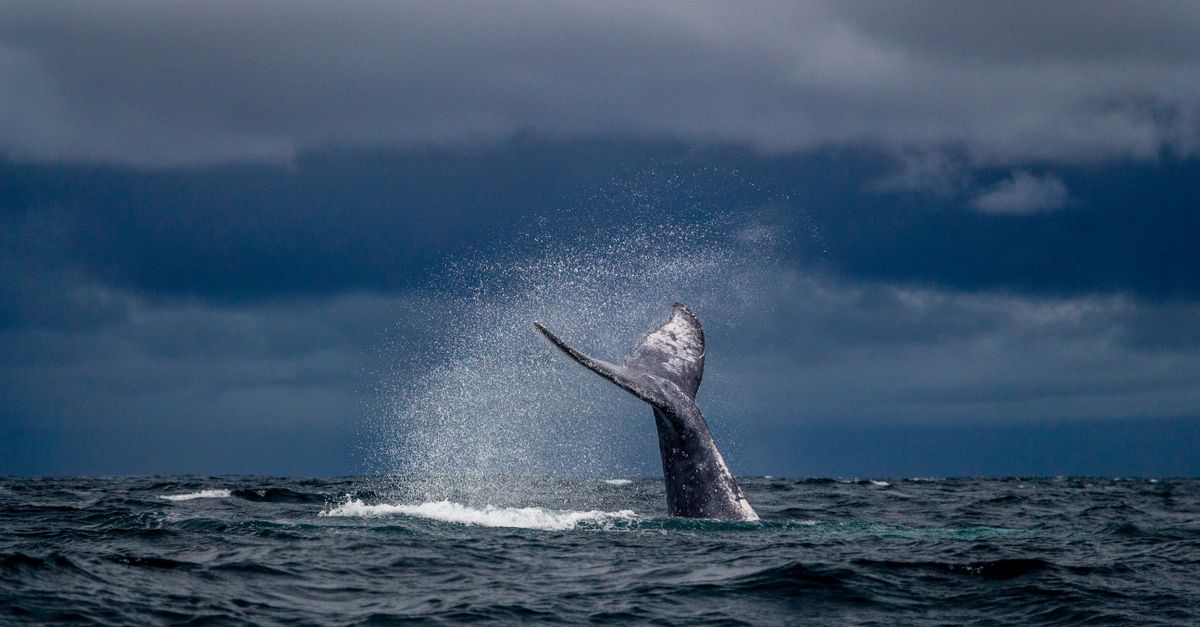 Whale watching Uvita