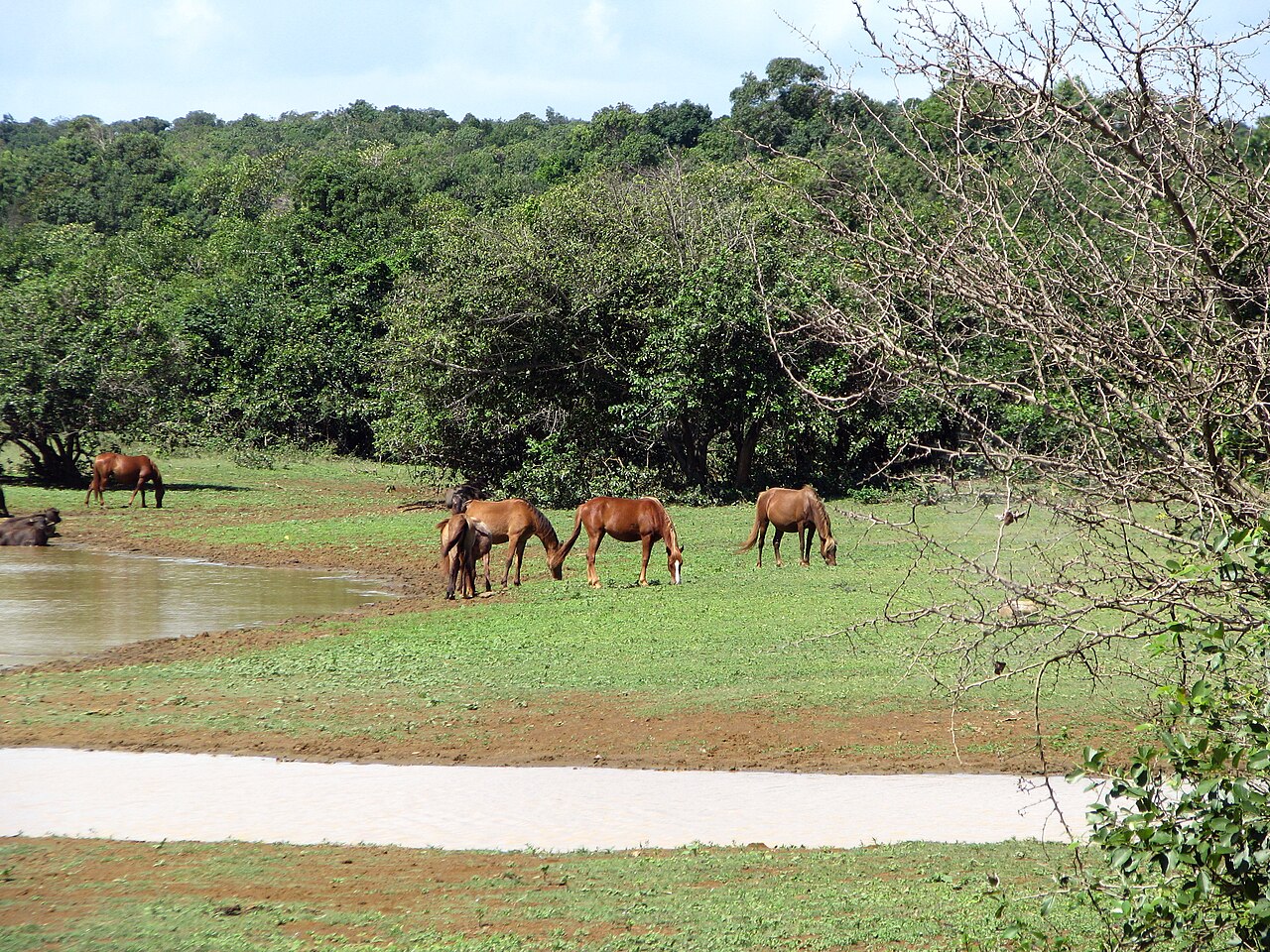 Safari na Cayo Saetia