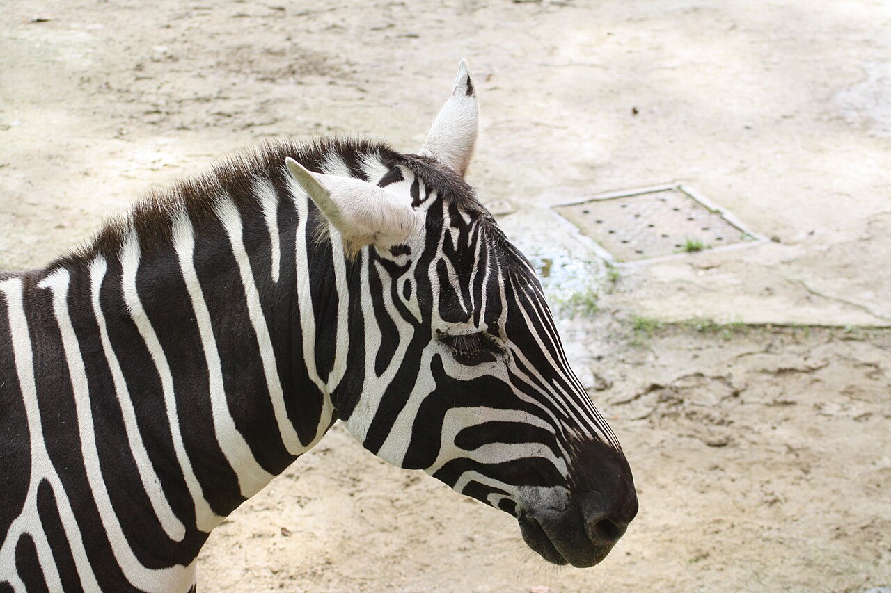 Zoo Liberec